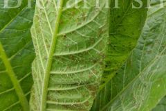 Afidi-su-tabacco_861f8765