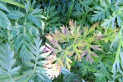 Alternaria-dauci-su-carota_risultato_230c9daa