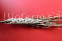 Fusarium-su-grano_34474278