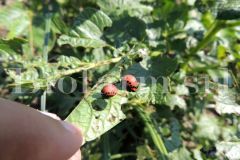Leptinotarsa-decemlineata-larve-su-patata_962e4db8