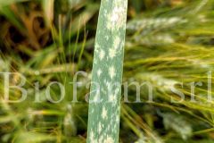 Oidio-su-grano_3371cb8f