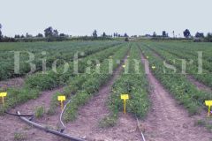 Parcellamento-07_2167e76d