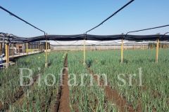 Parcellamento-cipollotto_3254661c